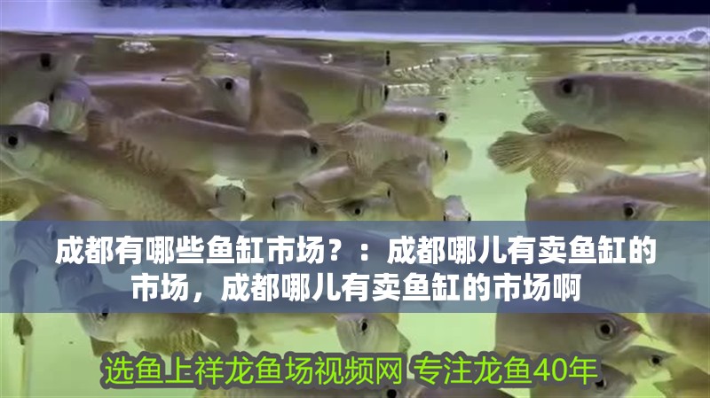 龍魚干蝦有營養嗎 成都有哪些魚缸市場?:成都哪兒有賣魚缸的市場,成都哪兒有賣魚缸的市場啊 魚缸百科 成都有哪些魚缸市場?:成都哪兒有賣魚缸的市場,成都哪兒有賣魚缸的市場啊 成都有哪些魚缸市場?:成都哪兒有賣魚缸的市場,成都哪兒有賣魚缸的市場啊 魚缸百科