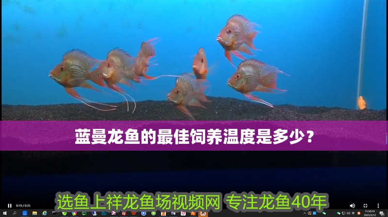 藍曼龍魚的最佳飼養溫度是多少？