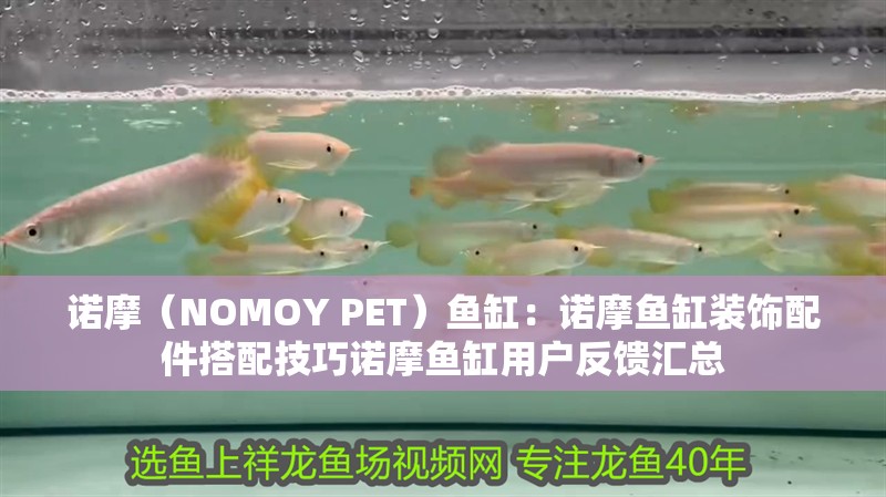 諾摩（NOMOY PET）魚缸：諾摩魚缸裝飾配件搭配技巧諾摩魚缸用戶反饋匯總