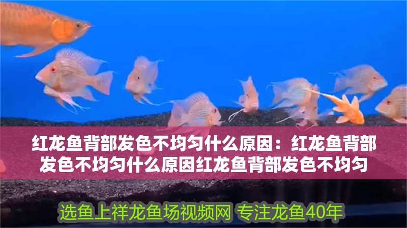 紅龍魚背部發色不均勻什么原因：紅龍魚背部發色不均勻什么原因紅龍魚背部發色不均勻