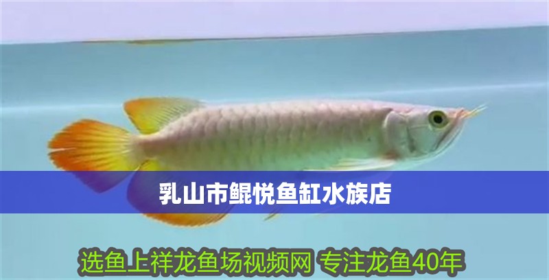 <strong><mark>乳山</mark></strong>市鯤悅魚(yú)缸水族店