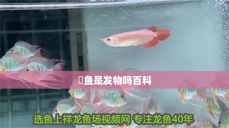 鳡魚是發物嗎百科