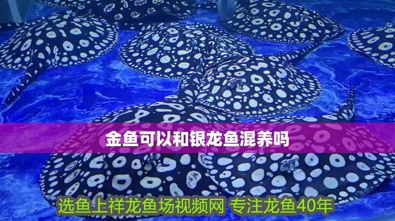 金魚可以和銀龍魚混養(yǎng)嗎