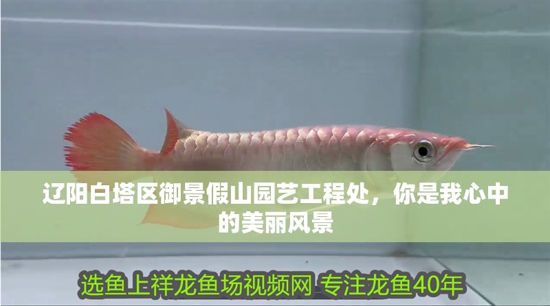 遼陽(yáng)白塔區(qū)御景假山園藝工程處，你是我心中的美麗風(fēng)景