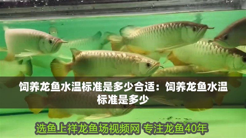 飼養(yǎng)龍魚水溫標(biāo)準(zhǔn)是多少合適：飼養(yǎng)龍魚水溫標(biāo)準(zhǔn)是多少