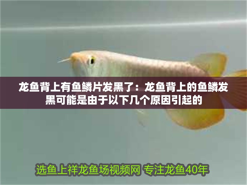 龍魚背上有魚鱗片發(fā)黑了：龍魚背上的魚鱗發(fā)黑可能是由于以下幾個原因引起的