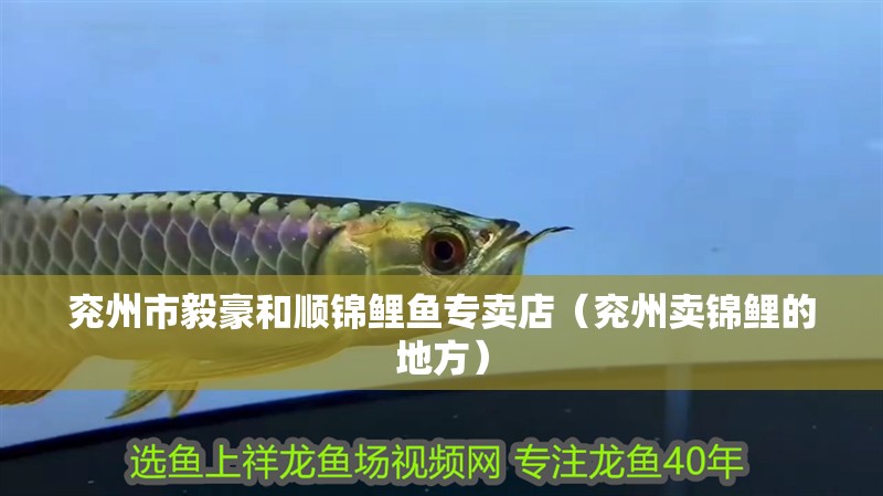 兗州市毅豪和順錦鯉魚專賣店（兗州賣錦鯉的地方） 兗州市毅豪和順錦鯉魚專賣店（兗州賣錦鯉的地方） 全國(guó)水族館企業(yè)名錄