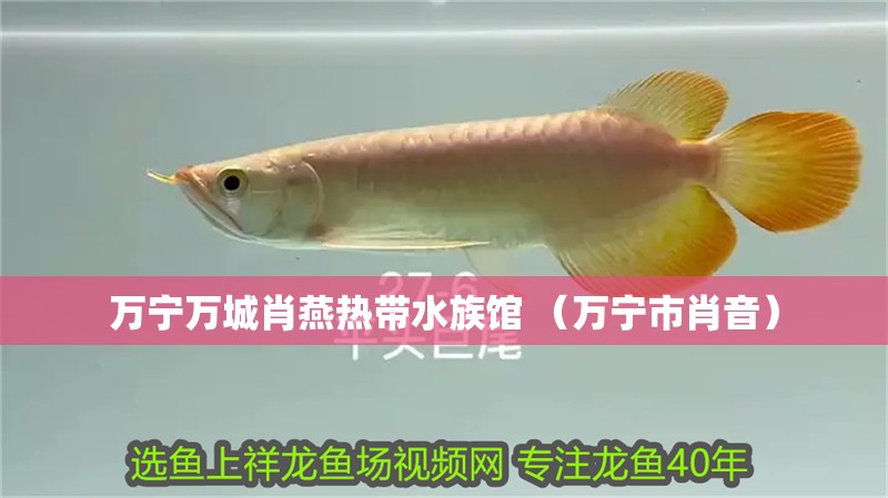 萬寧萬城肖燕熱帶水族館 （萬寧市肖音） 萬寧萬城肖燕熱帶水族館 （萬寧市肖音） 全國水族館企業名錄