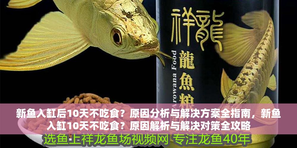 新魚(yú)入缸后10天不吃食？原因分析與解決方案全指南，新魚(yú)入缸10天不吃食？原因解析與解決對(duì)策全攻略 新魚(yú)入缸后10天不吃食？原因分析與解決方案全指南，新魚(yú)入缸10天不吃食？原因解析與解決對(duì)策全攻略 龍魚(yú)百科 第1張