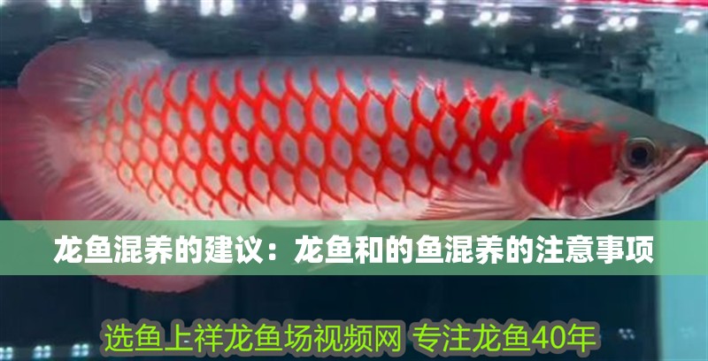 龍魚混養(yǎng)的建議：龍魚和的魚混養(yǎng)的注意事項