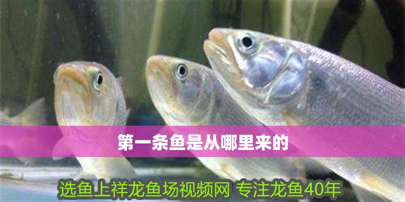 第一條魚是從哪里來的