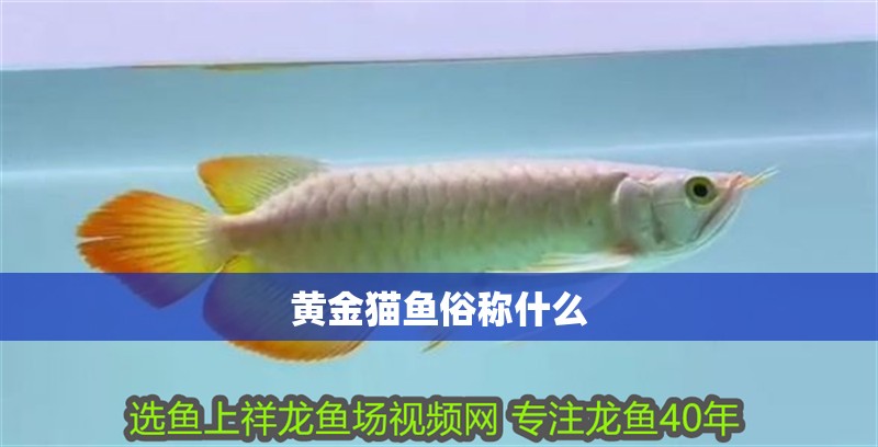 黃金貓魚俗稱什么