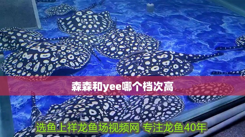 森森和yee哪個檔次高