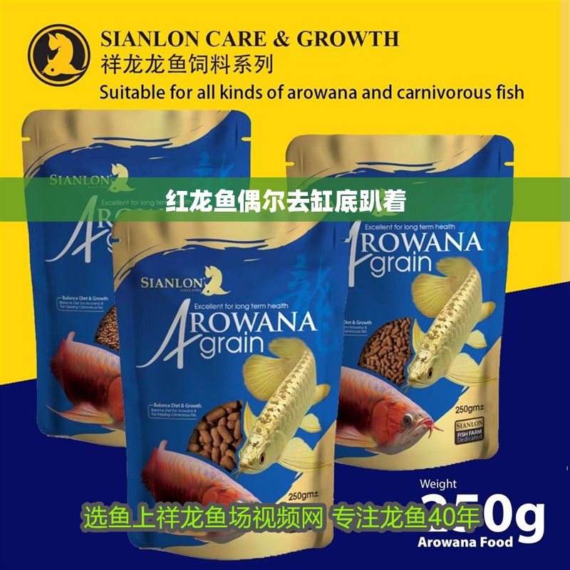 紅龍魚偶爾去缸底趴著