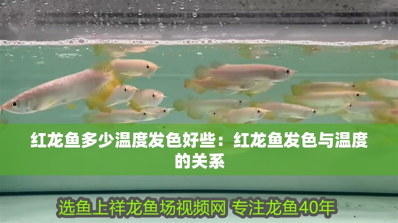 紅龍魚多少溫度發色好些：紅龍魚發色與溫度的關系