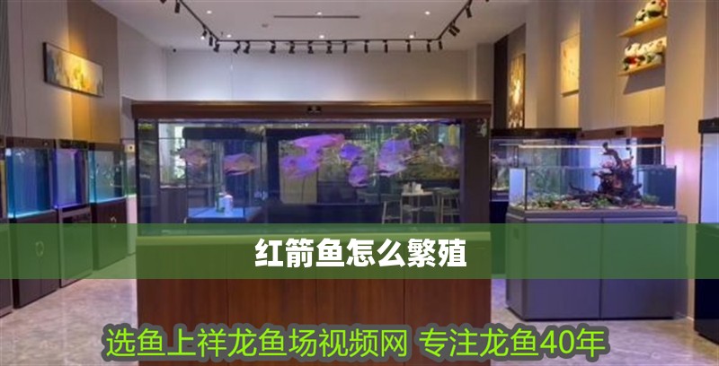 紅箭魚(yú)怎么繁殖