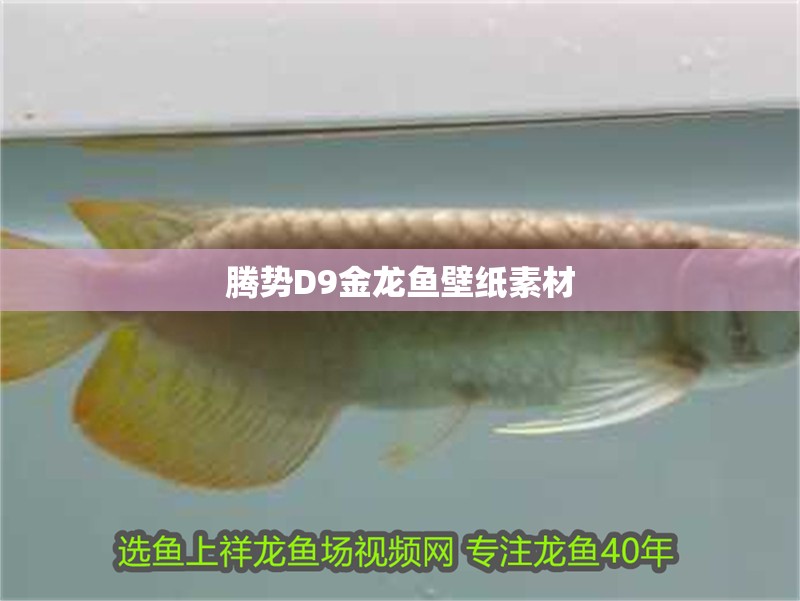 騰勢D9金龍魚壁紙素材