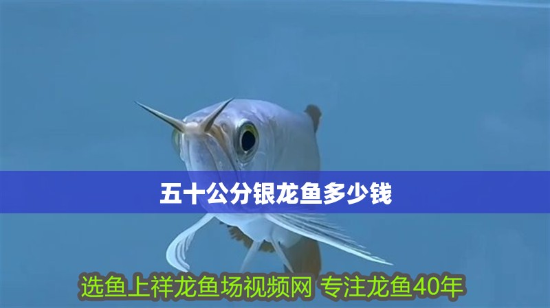 五十公分銀龍魚多少錢