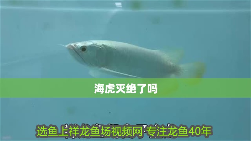 海虎滅絕了嗎 ?；缃^了嗎 龍魚論壇