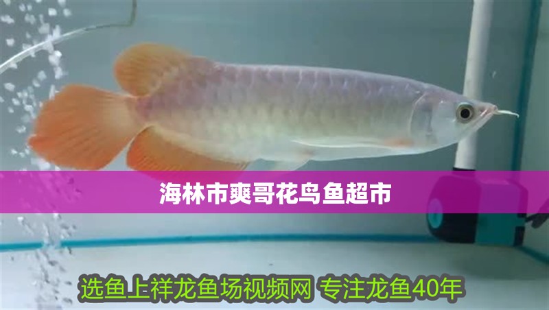 海林市爽哥花鳥魚超市