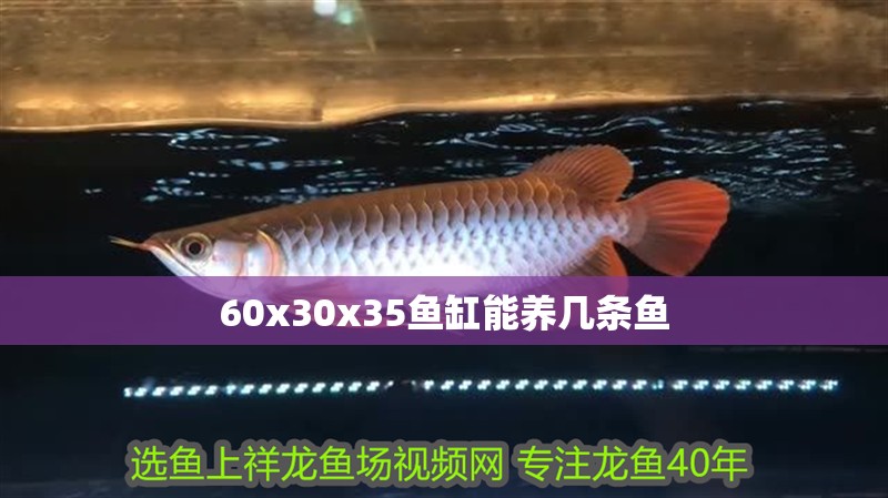 魚缸用增氧泵價格是多少:魚缸增氧機-xtrac增氧機-xtrac增氧機 60x30x35魚缸能養幾條魚 龍魚論壇 60x30x35魚缸能養幾條魚 60x30x35魚缸能養幾條魚 龍魚論壇
