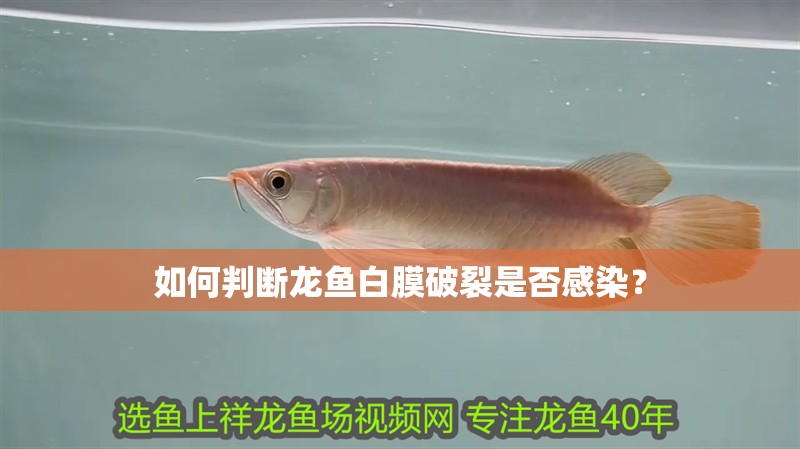 如何判斷龍魚白膜破裂是否感染？ 如何判斷龍魚白膜破裂是否感染？ 龍魚百科