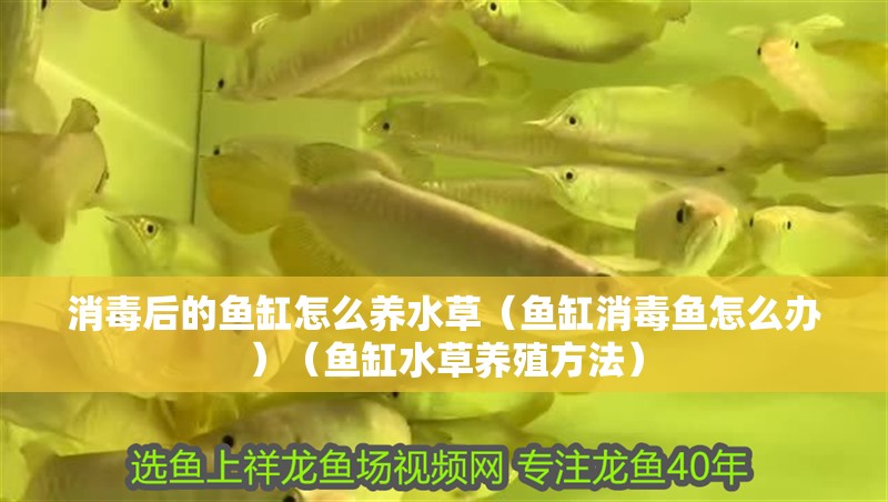 消毒后的魚缸怎么養水草（魚缸消毒魚怎么辦）（魚缸水草養殖方法）