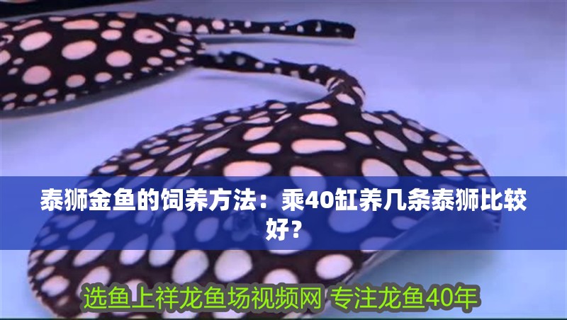 泰獅金魚的飼養方法：乘40缸養幾條泰獅比較好？