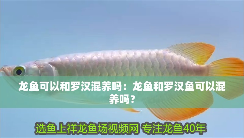 龍魚(yú)可以和羅漢混養(yǎng)嗎：龍魚(yú)和羅漢魚(yú)可以混養(yǎng)嗎？