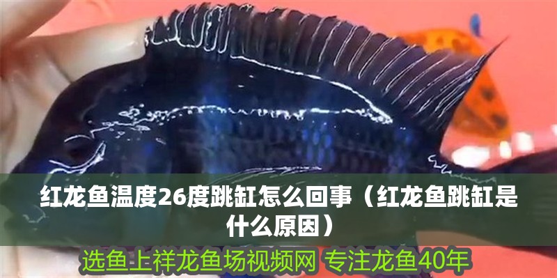 紅龍魚溫度26度跳缸怎么回事（紅龍魚跳缸是什么原因）