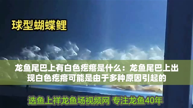 龍魚尾巴上有白色疙瘩是什么：龍魚尾巴上出現(xiàn)白色疙瘩可能是由于多種原因引起的