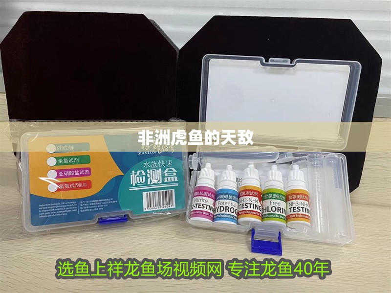 非洲虎魚的天敵