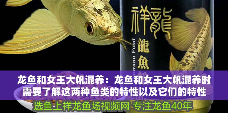 龍魚和女王大帆混養(yǎng)：龍魚和女王大帆混養(yǎng)時(shí)需要了解這兩種魚類的特性以及它們的特性