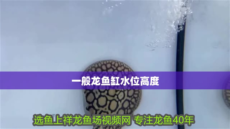 一般龍魚缸水位高度