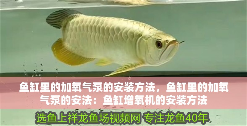 魚缸里的加氧氣泵的安裝方法，魚缸里的加氧氣泵的安法：魚缸增氧機的安裝方法 魚缸里的加氧氣泵的安裝方法，魚缸里的加氧氣泵的安法：魚缸增氧機的安裝方法 魚缸百科