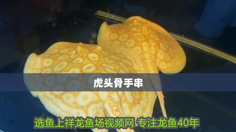 虎頭骨手串