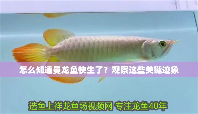怎么知道曼龍魚快生了？觀察這些關鍵跡象