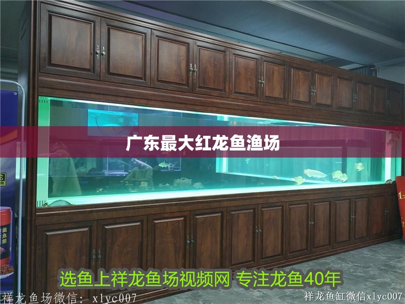 紅龍魚用黃燈烤有用嗎 廣東最大紅龍魚漁場 龍魚論壇 廣東最大紅龍魚漁場 廣東最大紅龍魚漁場 龍魚論壇
