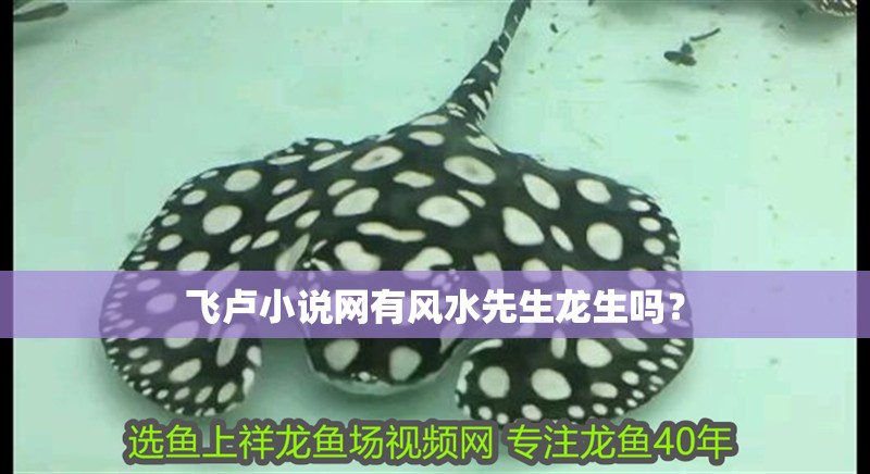 飛盧小說網(wǎng)有風(fēng)水先生龍生嗎？
