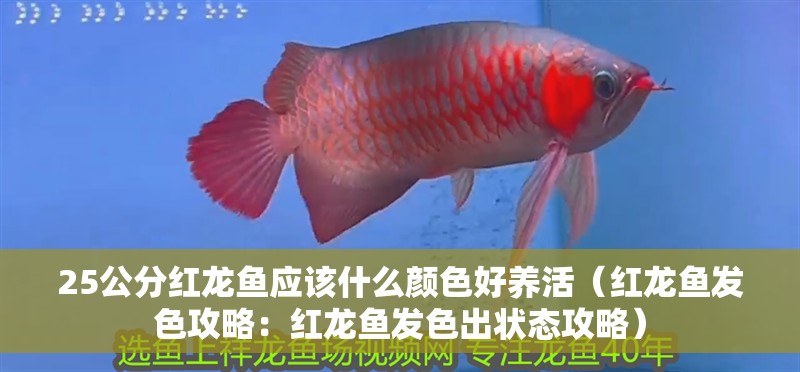 25公分紅龍魚應(yīng)該什么顏色好養(yǎng)活（紅龍魚發(fā)色攻略：紅龍魚發(fā)色出狀態(tài)攻略）