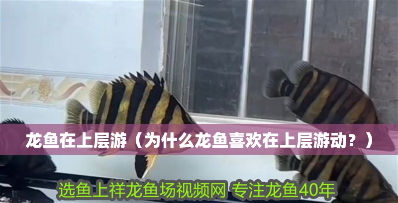 龍魚在上層游（為什么龍魚喜歡在上層游動？）