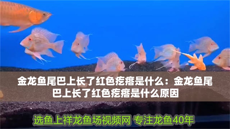 金龍魚尾巴上長了紅色疙瘩是什么：金龍魚尾巴上長了紅色疙瘩是什么原因