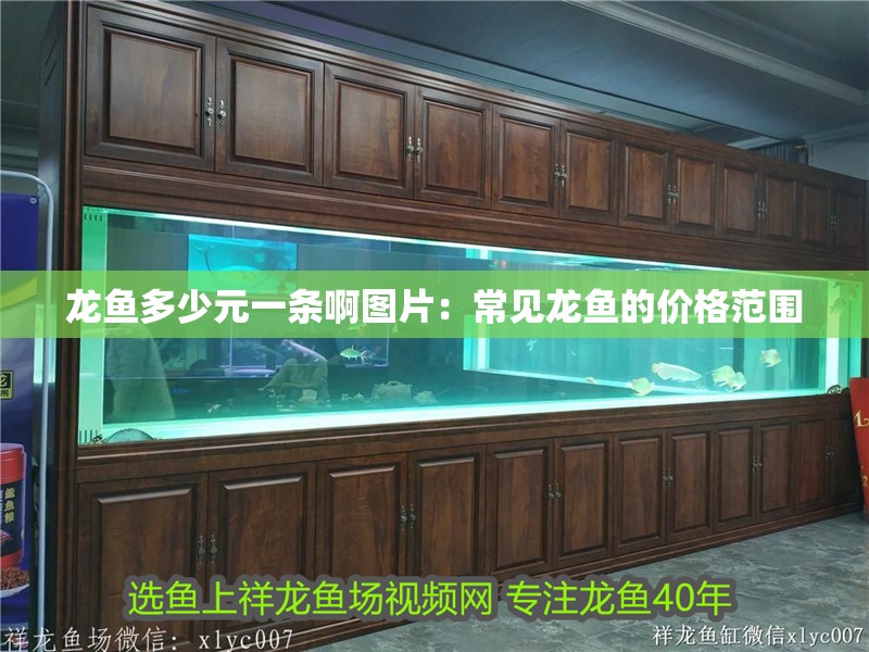 龍魚多少元一條啊圖片：常見龍魚的價格范圍