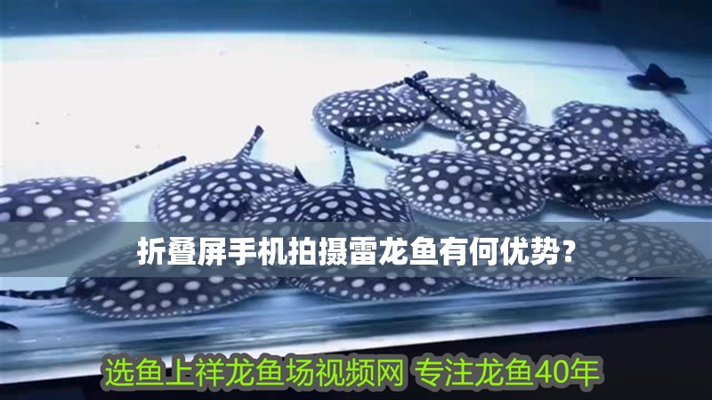 折疊屏手機拍攝雷龍魚有何優勢？