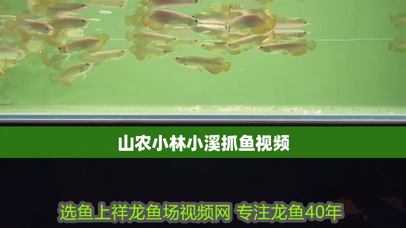 山農小林小溪抓魚視頻