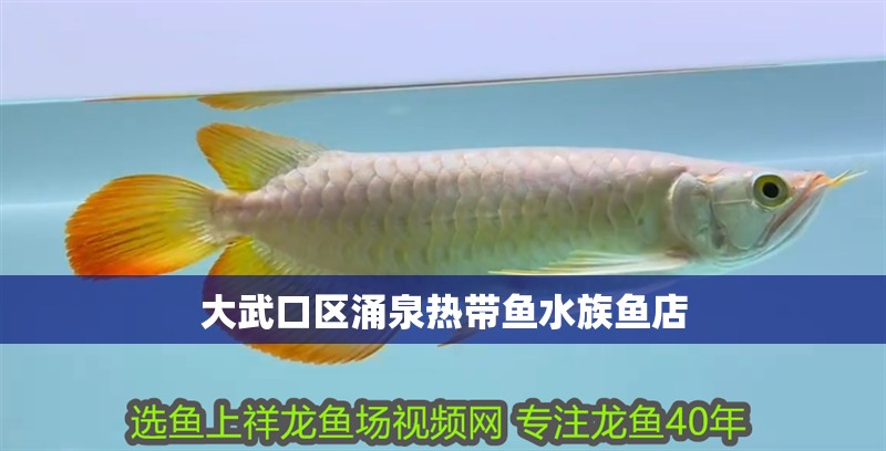 大武口區涌泉熱帶魚水族魚店 大武口區涌泉熱帶魚水族魚店 全國水族館企業名錄