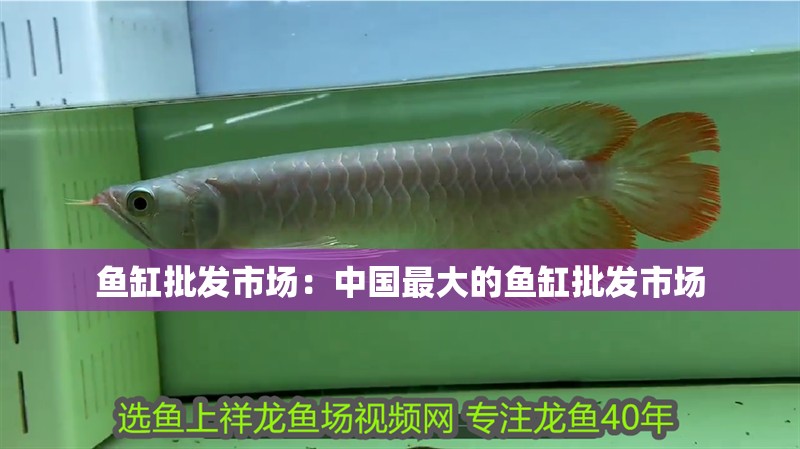 魚缸過濾器選購指南:自制魚缸過濾器魚缸上置過濾器對于養魚愛好者的必備知識 魚缸批發市場:中國最大的魚缸批發市場 魚缸百科 魚缸批發市場:中國最大的魚缸批發市場 魚缸批發市場:中國最大的魚缸批發市場 魚缸百科