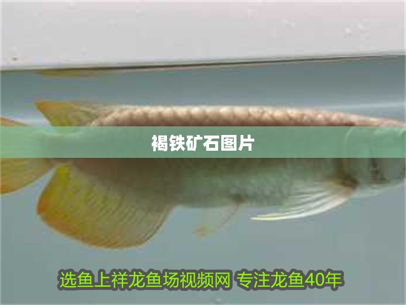 褐鐵礦石圖片 褐鐵礦石圖片 龍魚論壇