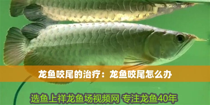 龍魚咬尾的治療：龍魚咬尾怎么辦