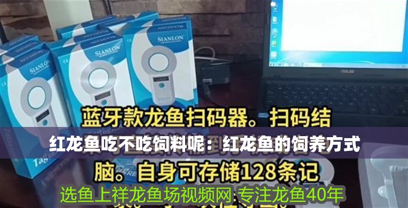 紅龍魚吃不吃飼料呢：紅龍魚的飼養方式 紅龍魚吃不吃飼料呢：紅龍魚的飼養方式 龍魚百科